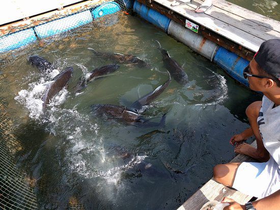 Langkawi Mangrove Tour