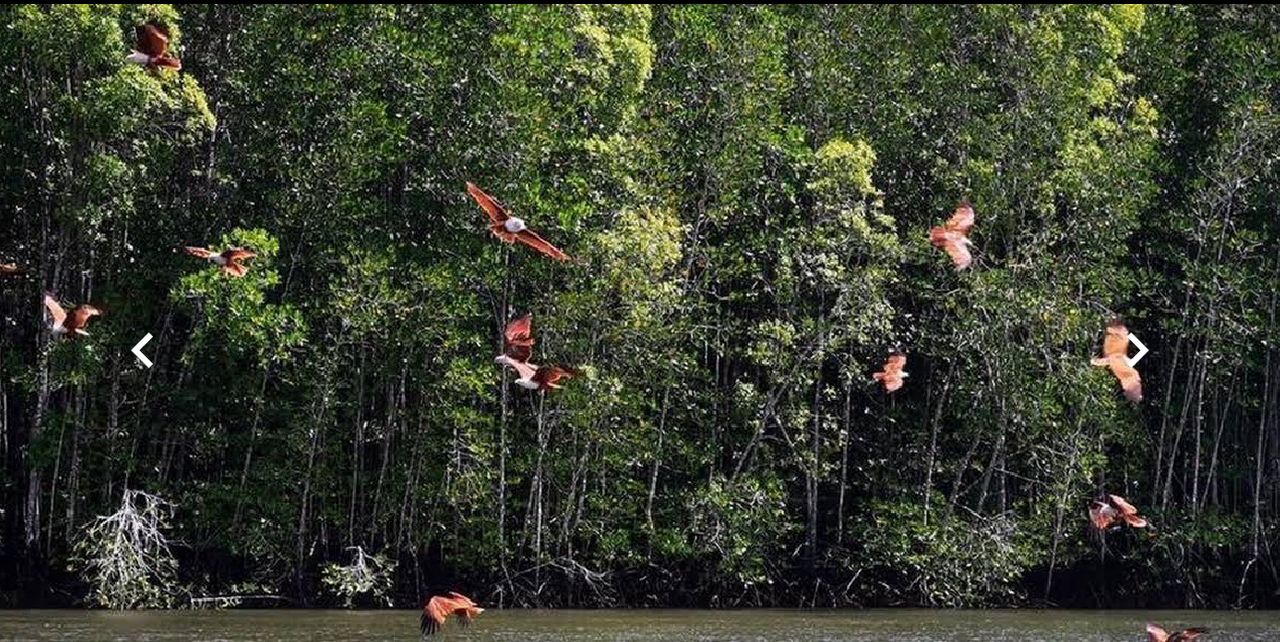 Langkawi Mangrove Tour